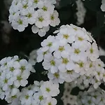 Ξενοδοχείο Delle Noci Περούτζια