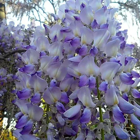 Delle Noci 4*