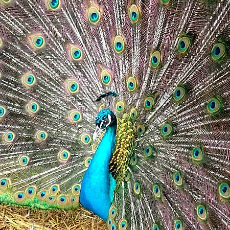 Отель Delle Noci 4*