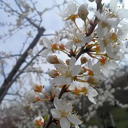 Delle Noci 4*