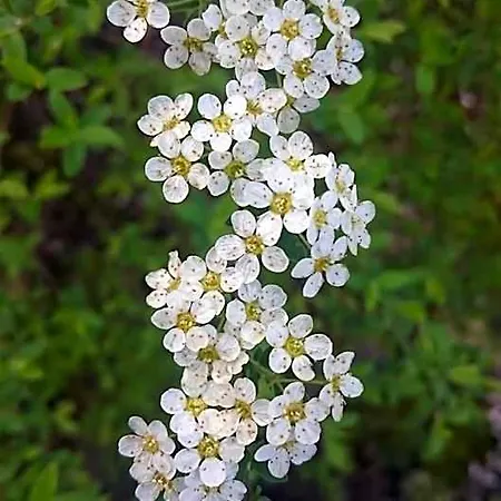 Delle Noci