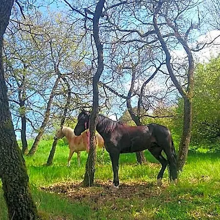 Delle Noci 4*