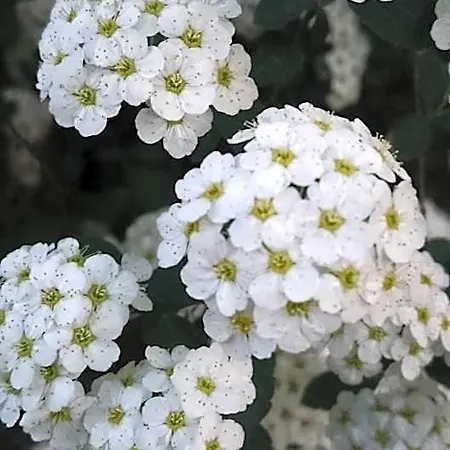 Delle Noci Отель Перуджа