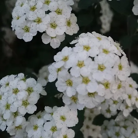 Отель Delle Noci Перуджа