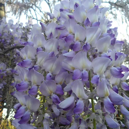 Отель Delle Noci